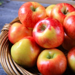 Fast Growing Trees Apple Trees Honeycrisp™ Apple Tree 8 Fast Growing Trees Apple Trees Honeycrisp™ Apple Tree