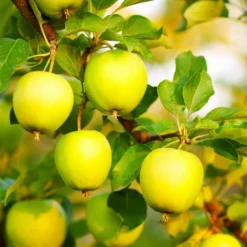 Fast Growing Trees Apple Trees Honeygold Apple Tree 9 Fast Growing Trees Apple Trees Honeygold Apple Tree