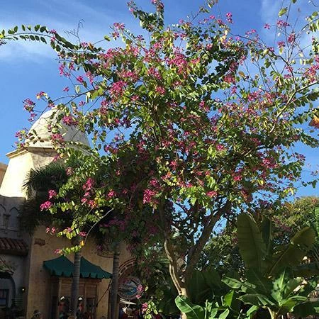 Fast Growing Trees Hong Kong Orchid Tree Pink Flowers 5 Fast Growing Trees Hong Kong Orchid Tree Pink Flowers