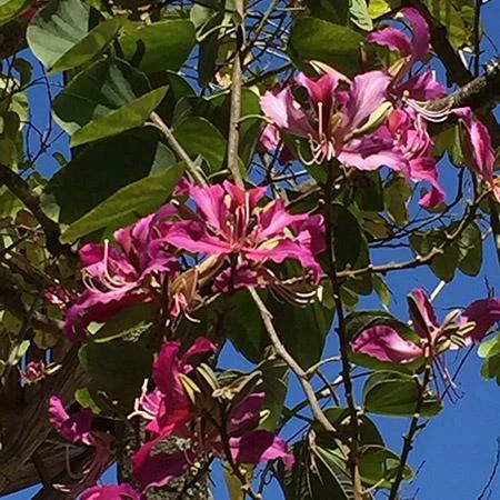 Fast Growing Trees Hong Kong Orchid Tree Pink Flowers 6 Fast Growing Trees Hong Kong Orchid Tree Pink Flowers