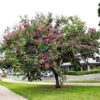 Fast Growing Trees Hong Kong Orchid Tree Pink Flowers