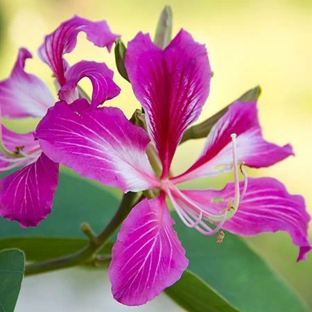 Fast Growing Trees Hong Kong Orchid Tree Pink Flowers 7 Fast Growing Trees Hong Kong Orchid Tree Pink Flowers