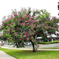 Fast Growing Trees Hong Kong Orchid Tree Pink Flowers
