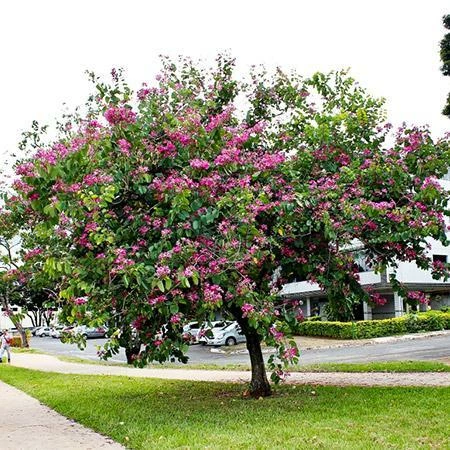 Fast Growing Trees Hong Kong Orchid Tree Pink Flowers 4 Fast Growing Trees Hong Kong Orchid Tree Pink Flowers
