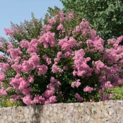 Fast Growing Trees Crape Myrtles Hopi Crape Myrtle