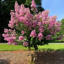 Fast Growing Trees Crape Myrtles Hopi Crape Myrtle