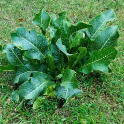 Fast Growing Trees Groundcover & Vines Horseradish Plant 10 Fast Growing Trees Groundcover & Vines Horseradish Plant