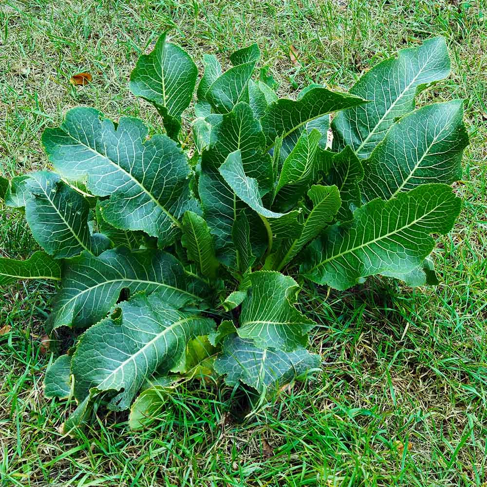 Fast Growing Trees Groundcover & Vines Horseradish Plant 5 Fast Growing Trees Groundcover & Vines Horseradish Plant