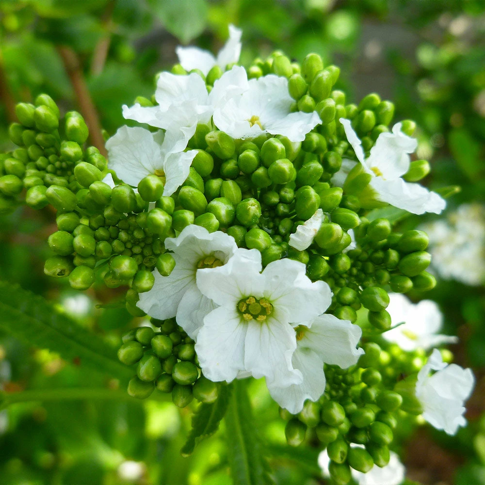 Fast Growing Trees Groundcover & Vines Horseradish Plant 6 Fast Growing Trees Groundcover & Vines Horseradish Plant