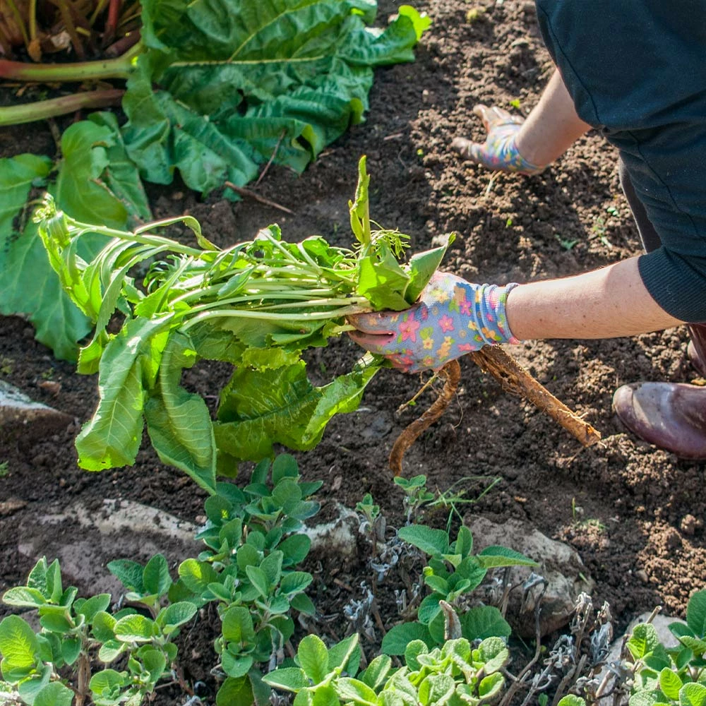 Fast Growing Trees Groundcover & Vines Horseradish Plant 7 Fast Growing Trees Groundcover & Vines Horseradish Plant