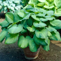 Fast Growing Trees See All Shrubs & Hedges Guacamole Hosta