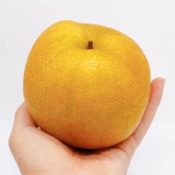 Fast Growing Trees Hosui Asian Pear Tree Pear Trees