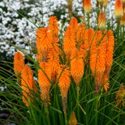 Fast Growing Trees Pyromania® ‘Orange Blaze’ Red Hot Poker Plant