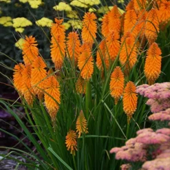 Fast Growing Trees Pyromania® ‘Orange Blaze’ Red Hot Poker Plant