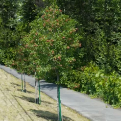 Fast Growing Trees Hot Wings® Maple Tree Maple Trees 10 Fast Growing Trees Hot Wings® Maple Tree Maple Trees