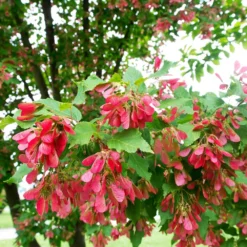 Fast Growing Trees Hot Wings® Maple Tree Maple Trees