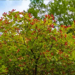 Fast Growing Trees Hot Wings® Maple Tree Maple Trees 11 Fast Growing Trees Hot Wings® Maple Tree Maple Trees