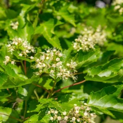 Fast Growing Trees Hot Wings® Maple Tree Maple Trees 13 Fast Growing Trees Hot Wings® Maple Tree Maple Trees