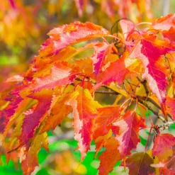 Fast Growing Trees Hot Wings® Maple Tree Maple Trees 12 Fast Growing Trees Hot Wings® Maple Tree Maple Trees