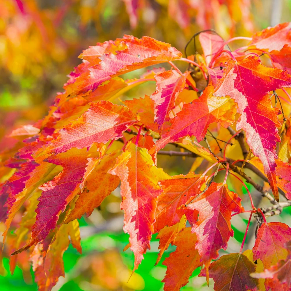 Fast Growing Trees Hot Wings® Maple Tree Maple Trees 7 Fast Growing Trees Hot Wings® Maple Tree Maple Trees
