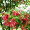 Fast Growing Trees Hot Wings® Maple Tree Maple Trees 2 Fast Growing Trees Hot Wings® Maple Tree Maple Trees