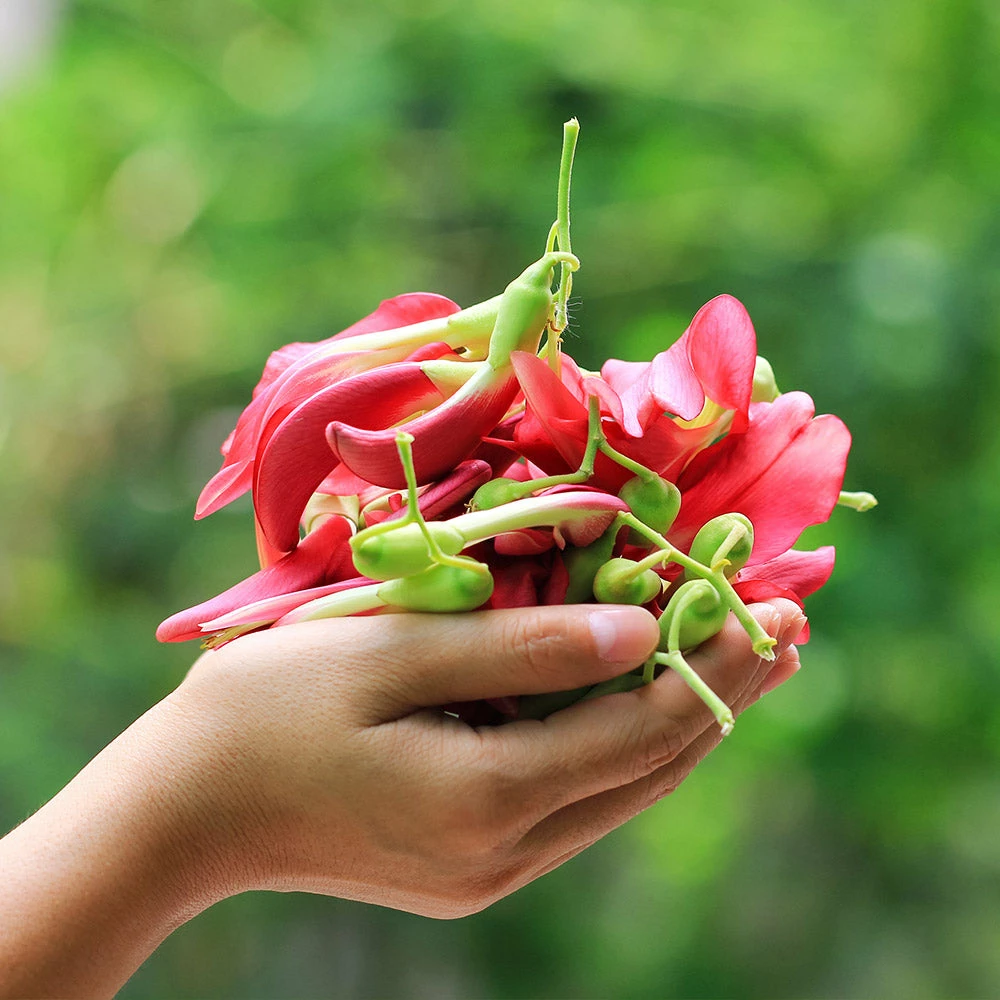 Fast Growing Trees See All Flowering Trees Red Hummingbird Tree (Sesbania Grandiflora) 6 Fast Growing Trees See All Flowering Trees Red Hummingbird Tree (Sesbania Grandiflora)
