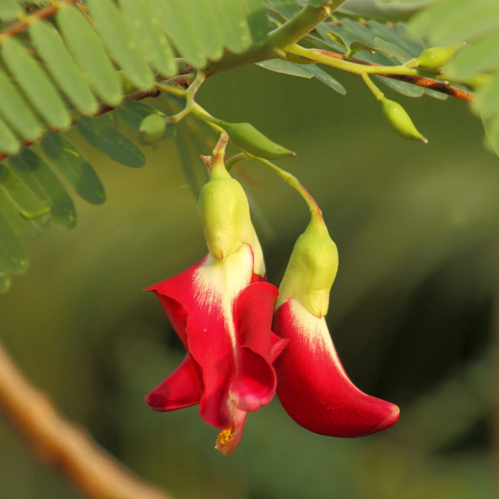 Fast Growing Trees See All Flowering Trees Red Hummingbird Tree (Sesbania Grandiflora) 7 Fast Growing Trees See All Flowering Trees Red Hummingbird Tree (Sesbania Grandiflora)