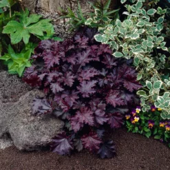 Fast Growing Trees Palace Purple Heuchera