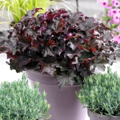 Fast Growing Trees Palace Purple Heuchera