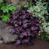 Fast Growing Trees Palace Purple Heuchera