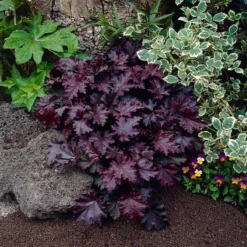 Fast Growing Trees Palace Purple Heuchera