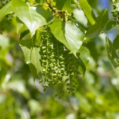Fast Growing Trees Poplar Trees Superior Hybrid Poplar Tree