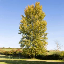 Fast Growing Trees Poplar Trees Superior Hybrid Poplar Tree