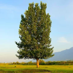 Fast Growing Trees Poplar Trees Superior Hybrid Poplar Tree