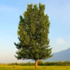 Fast Growing Trees Poplar Trees Superior Hybrid Poplar Tree