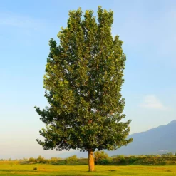 Fast Growing Trees Poplar Trees Superior Hybrid Poplar Tree