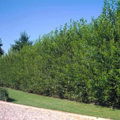 Fast Growing Trees Willow Hybrid Tree