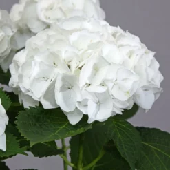 Fast Growing Trees Everlasting® Bride White Hydrangea Shrub