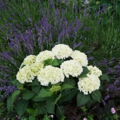 Fast Growing Trees Everlasting® Bride White Hydrangea Shrub