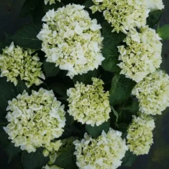 Fast Growing Trees Everlasting® Bride White Hydrangea Shrub