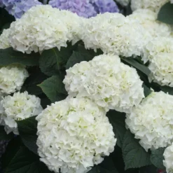 Fast Growing Trees Everlasting® Bride White Hydrangea Shrub