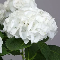 Fast Growing Trees Everlasting® Bride White Hydrangea Shrub