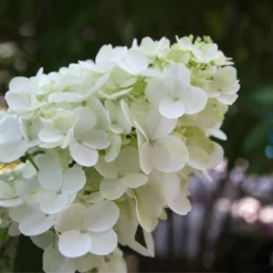 Fast Growing Trees Fire Light® Hydrangea Tree White Flowers
