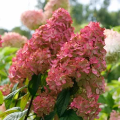 Fast Growing Trees Fire Light® Hydrangea Tree White Flowers