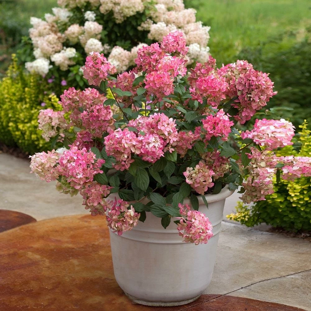 Fast Growing Trees Fire Light® Hydrangea Shrub 5 Fast Growing Trees Fire Light® Hydrangea Shrub