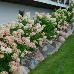 Fast Growing Trees Fire Light® Hydrangea Shrub
