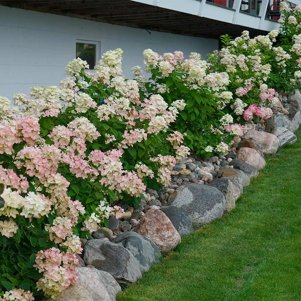 Fast Growing Trees Fire Light® Hydrangea Shrub 4 Fast Growing Trees Fire Light® Hydrangea Shrub