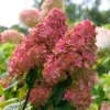 Fast Growing Trees Fire Light® Hydrangea Shrub