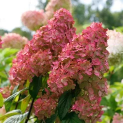 Fast Growing Trees Fire Light® Hydrangea Shrub