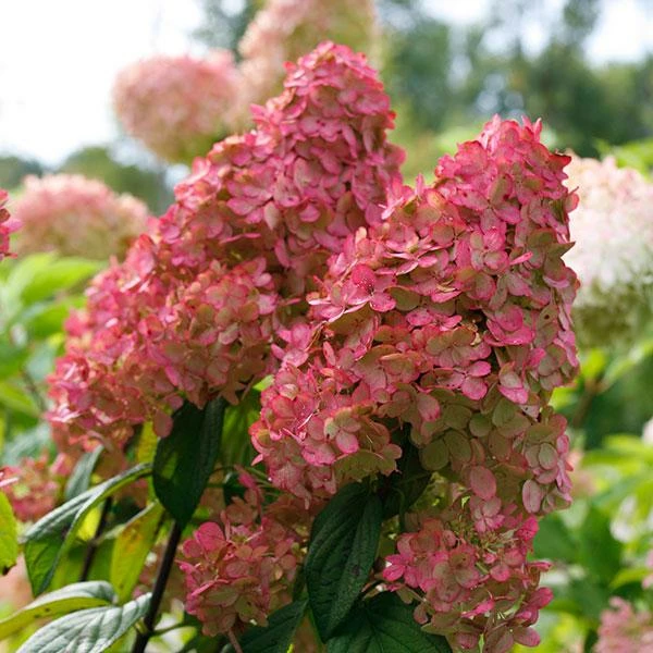 Fast Growing Trees Fire Light® Hydrangea Shrub 3 Fast Growing Trees Fire Light® Hydrangea Shrub